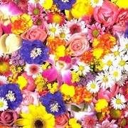 Любимые цветы группа в Моем Мире.