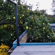 Ольга Андрианова on My World.