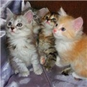 КОТ КОТОВ on My World.