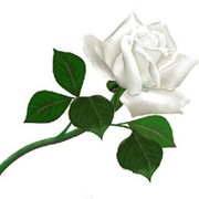 White Rose * on My World.