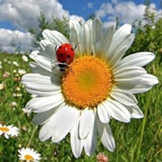 Светлана Иванова on My World.