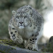Антон Викторович on My World.