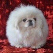 Ольга Богомарова on My World.