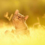 Наталья Шеба on My World.
