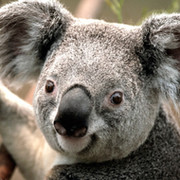 коала clio on My World.