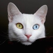 Тимур  Тихонов on My World.